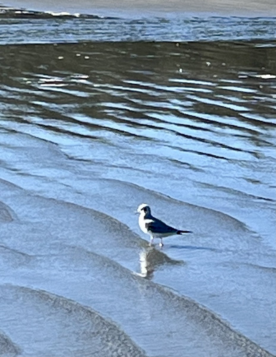 Black-legged Kittiwake - ML643467967