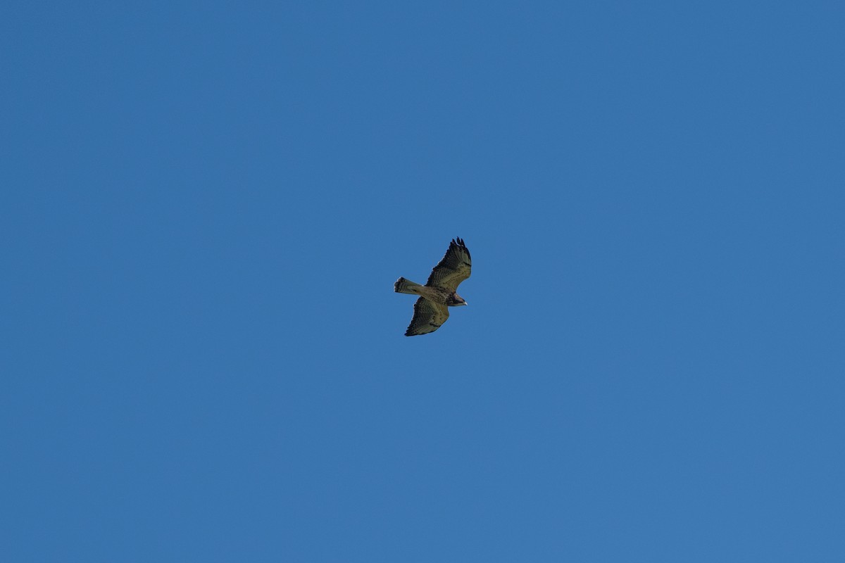 Swainson's Hawk - ML643467971