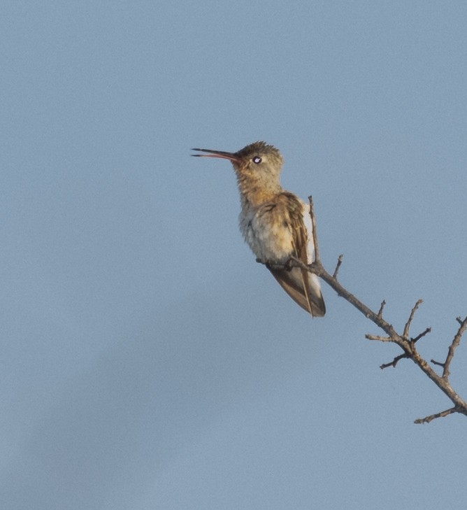 Buffy Hummingbird - ML643467982