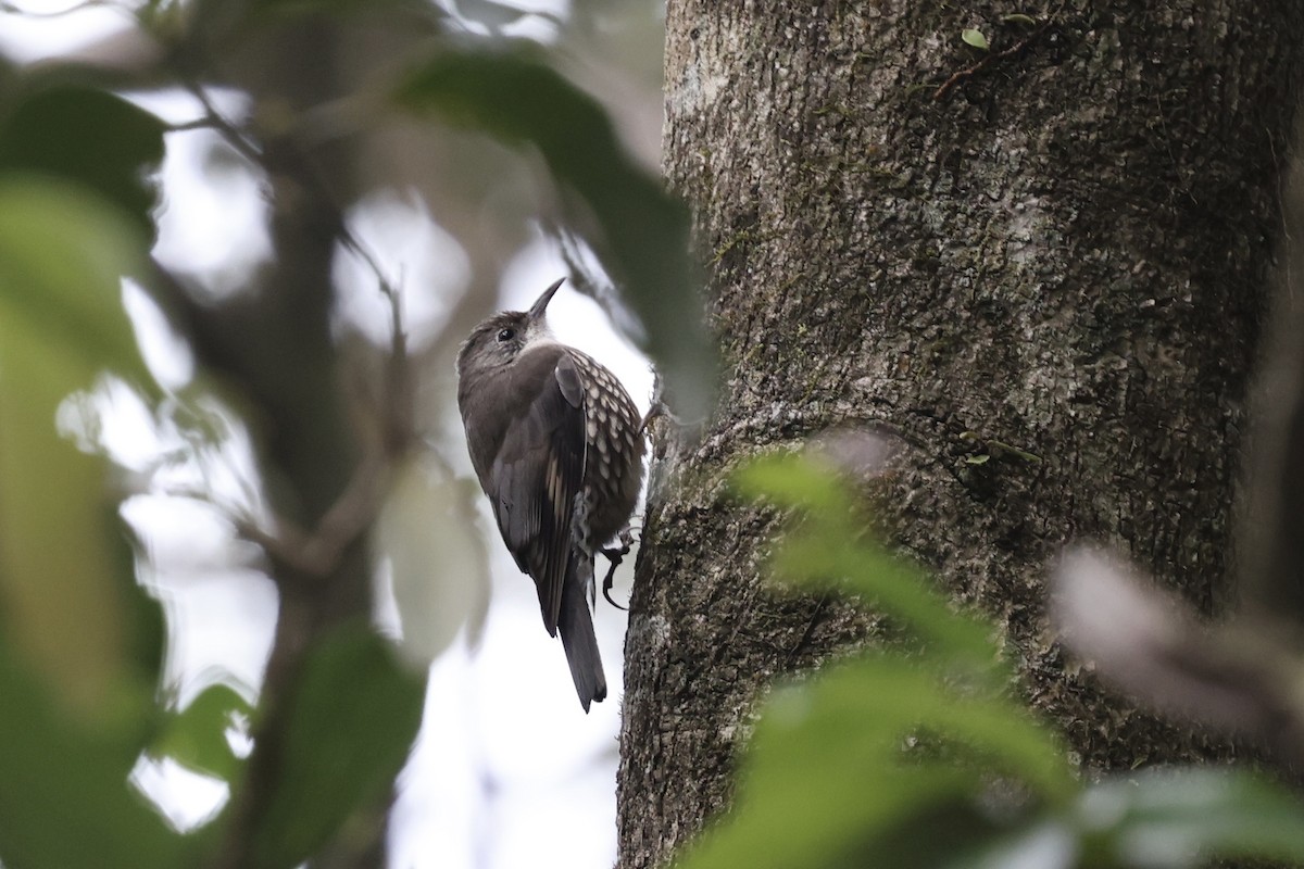 White-throated Treecreeper - ML643467995