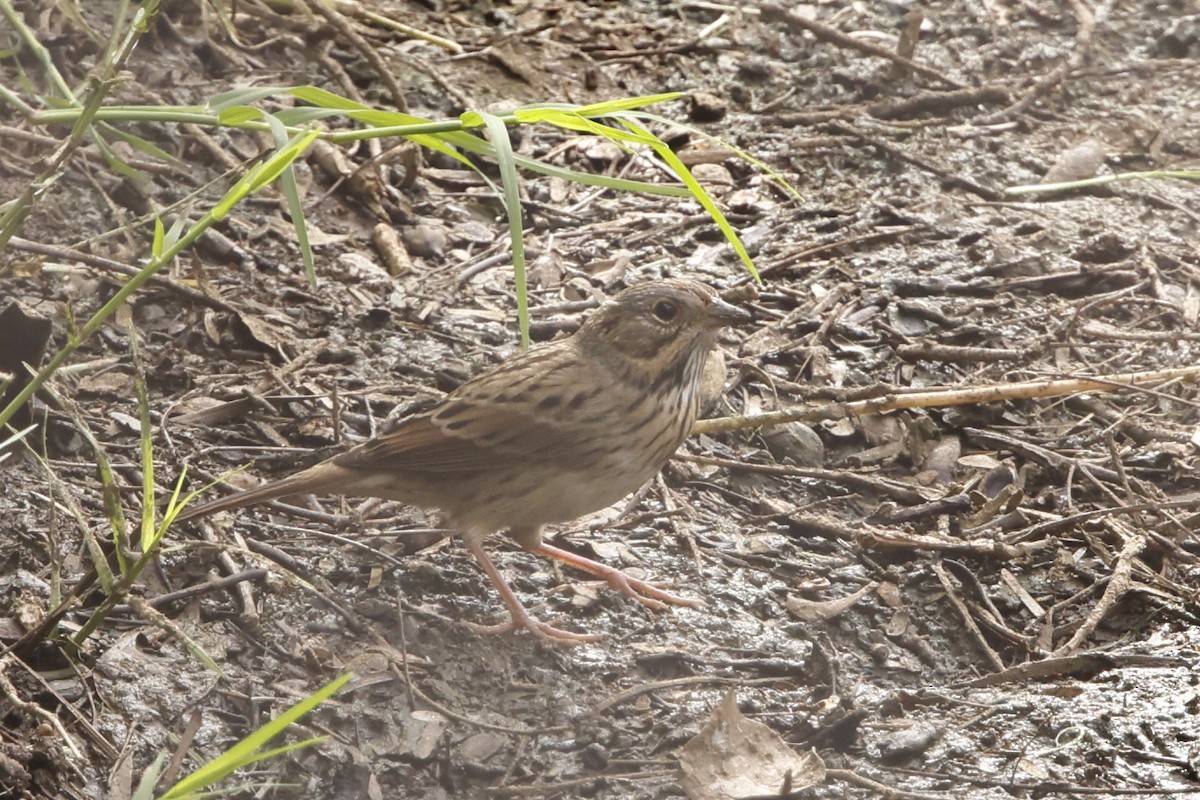 Lincoln's Sparrow - ML643467999