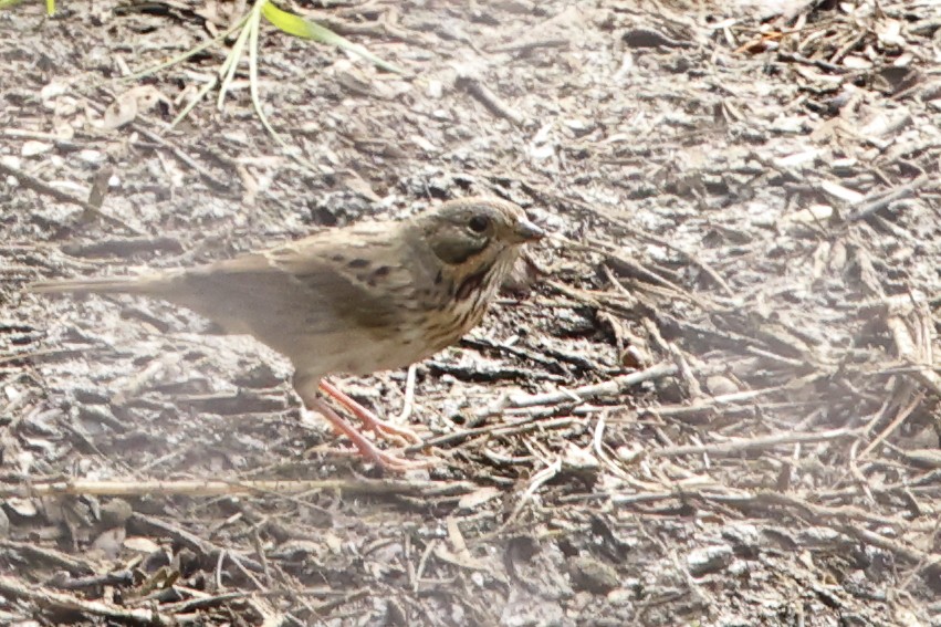 Lincoln's Sparrow - ML643468000