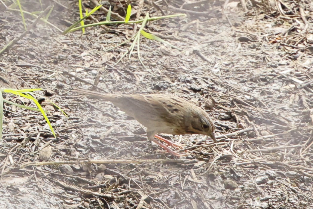 Lincoln's Sparrow - ML643468001