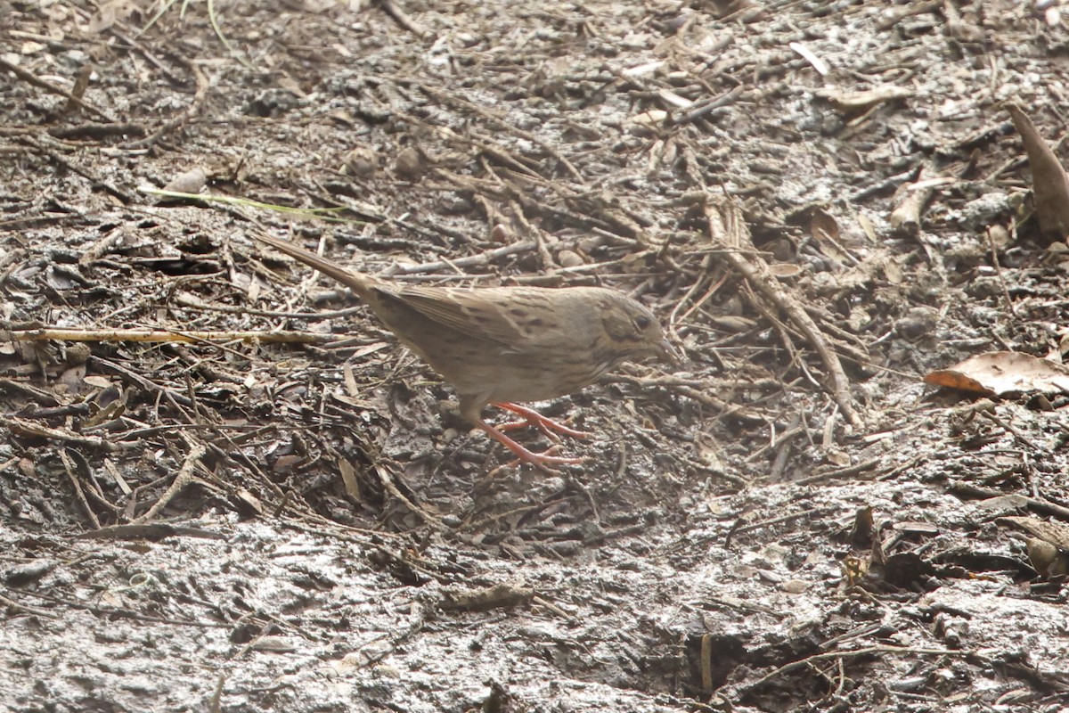 Lincoln's Sparrow - ML643468002