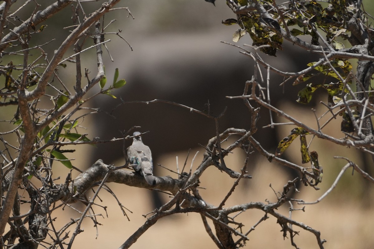 Emerald-spotted Wood-Dove - ML643468004