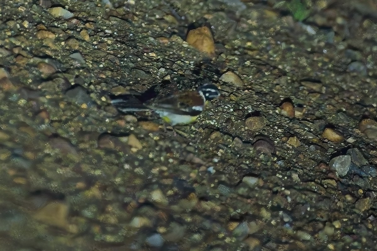 Golden-breasted Bunting - ML643468010