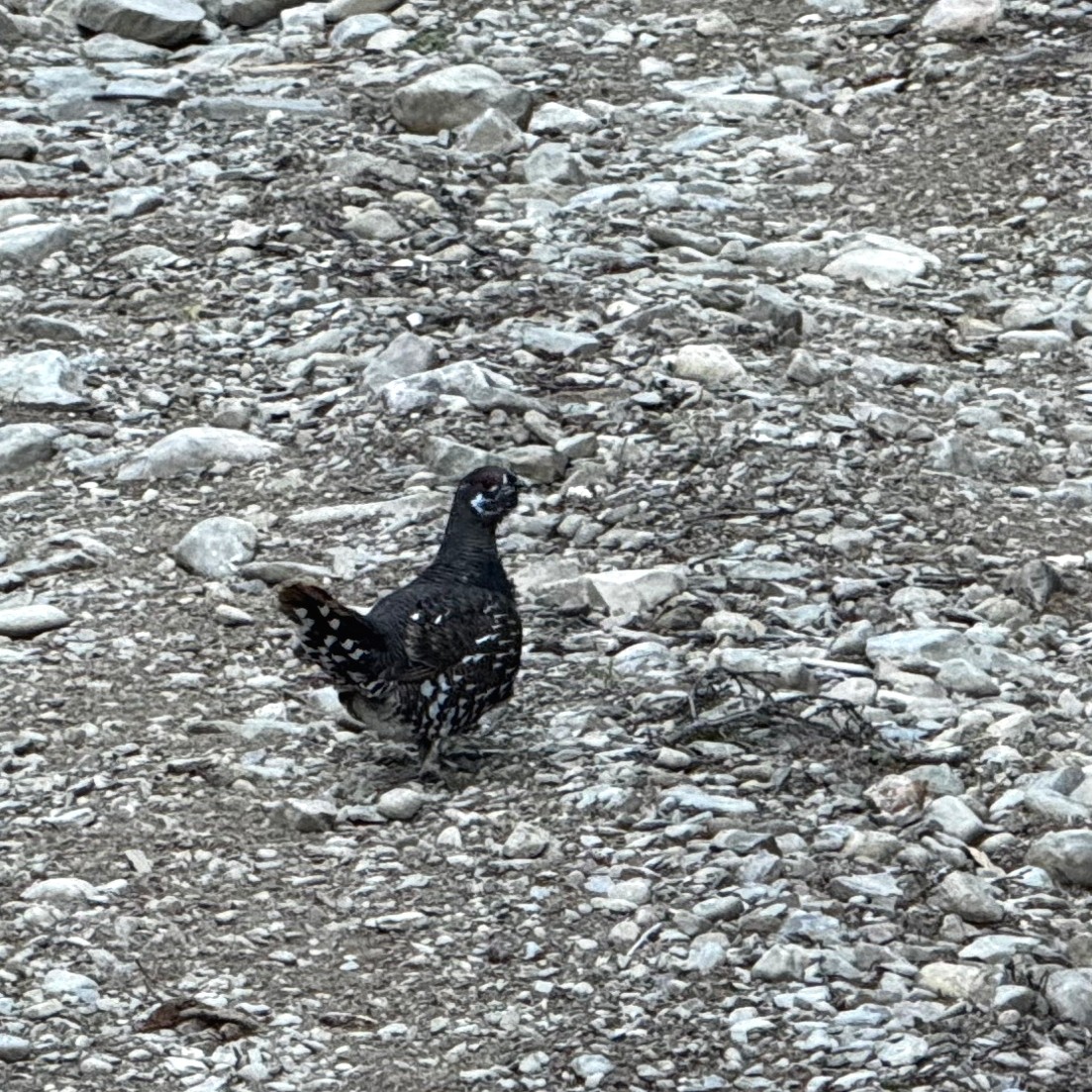 Spruce Grouse - ML643468018