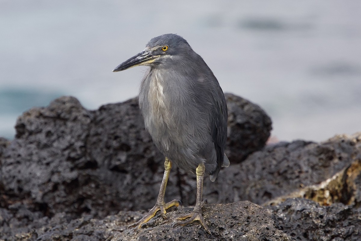 Striated Heron - ML643468021