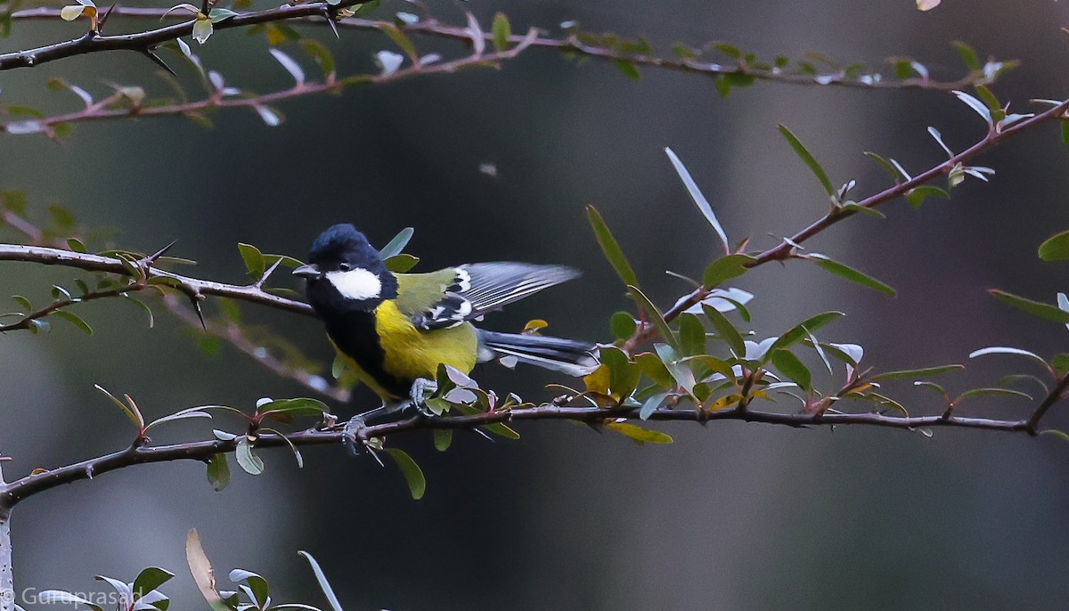 Green-backed Tit - ML643468034