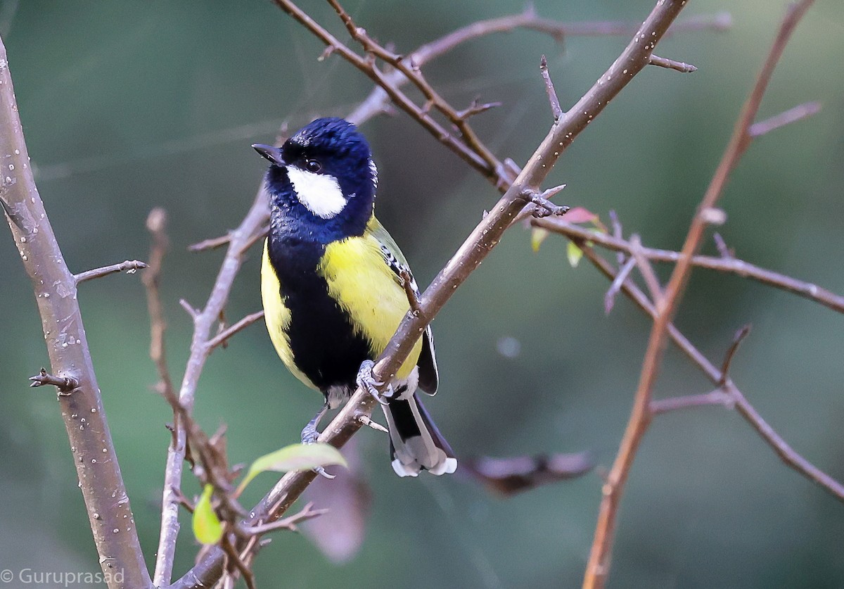 Green-backed Tit - ML643468035