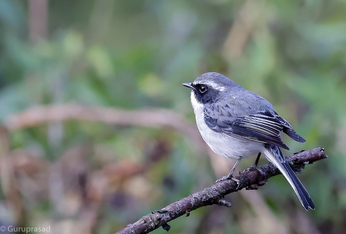 Gray Bushchat - ML643468036