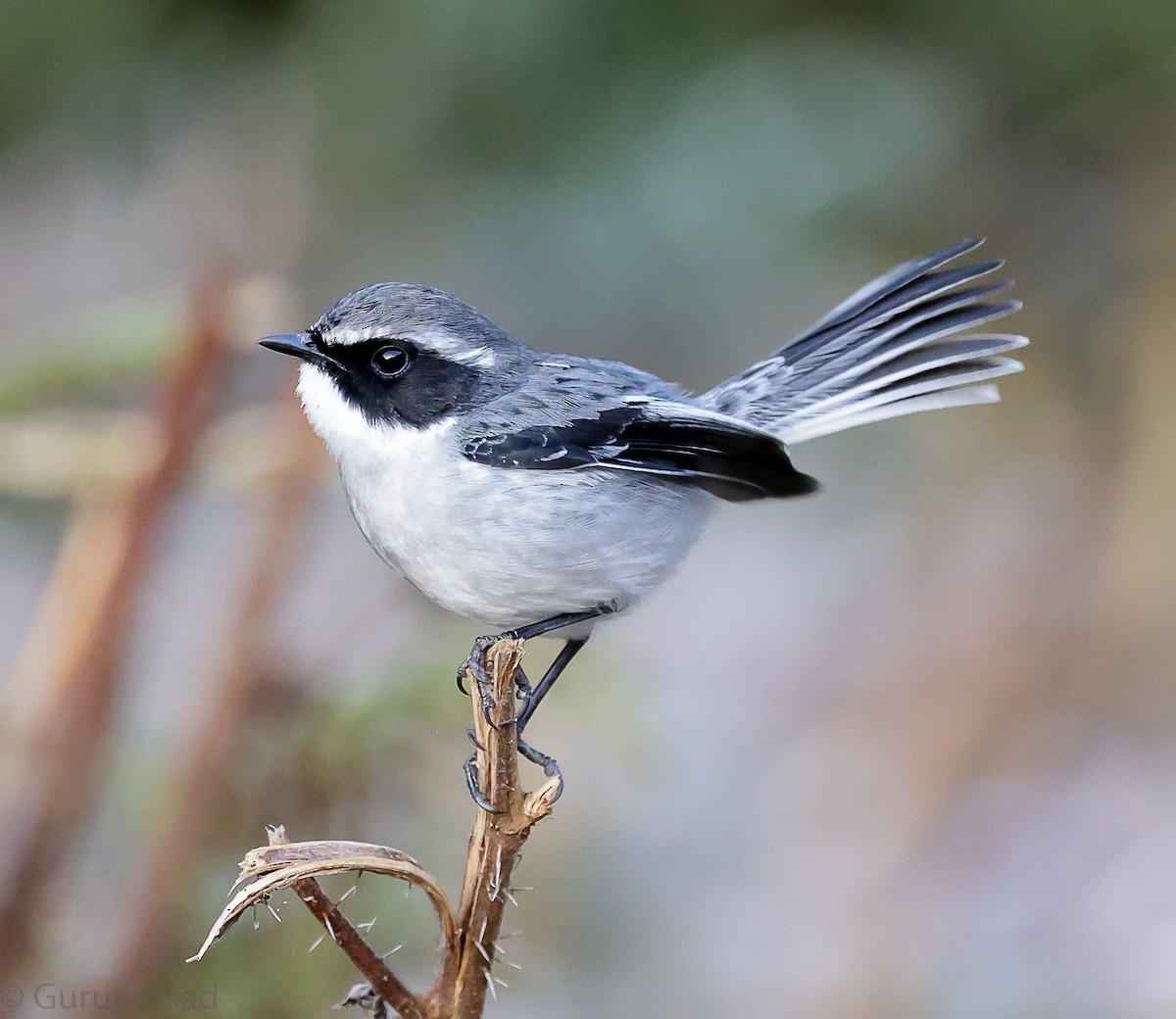 Gray Bushchat - ML643468037