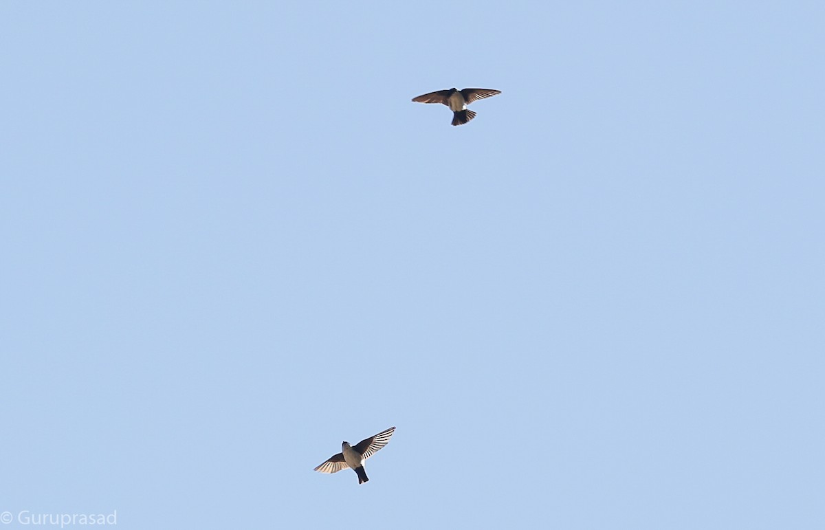 Nepal House-Martin - ML643468039