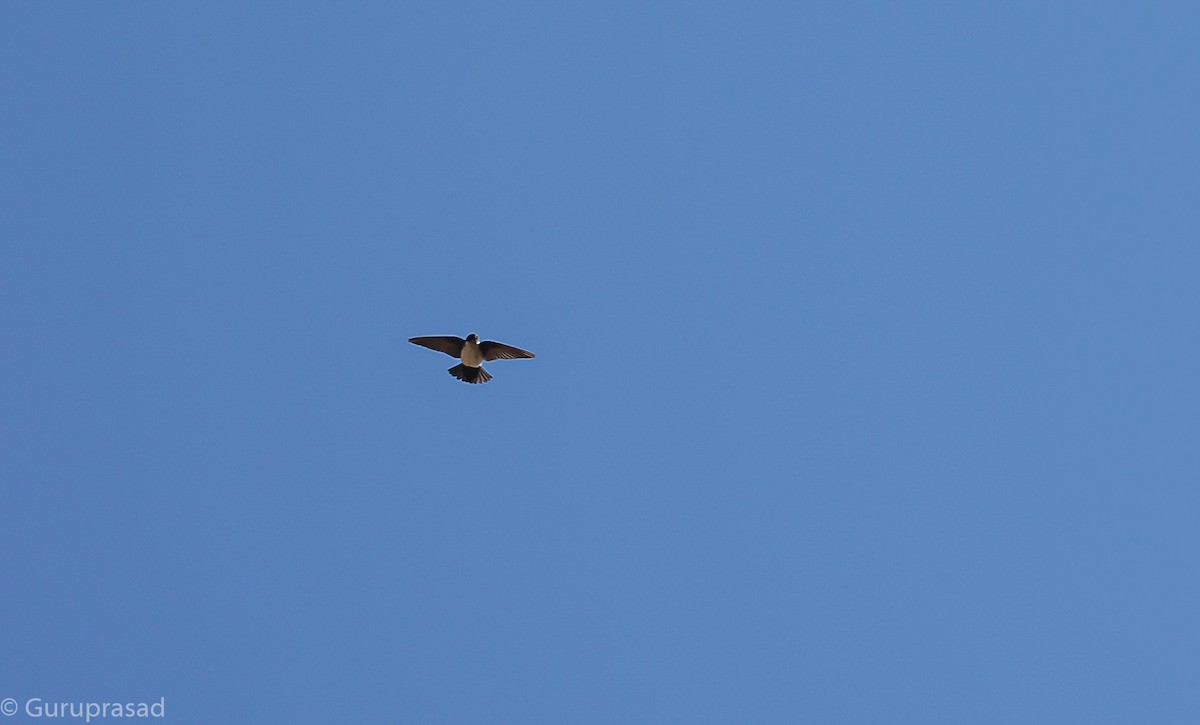 Nepal House-Martin - ML643468040