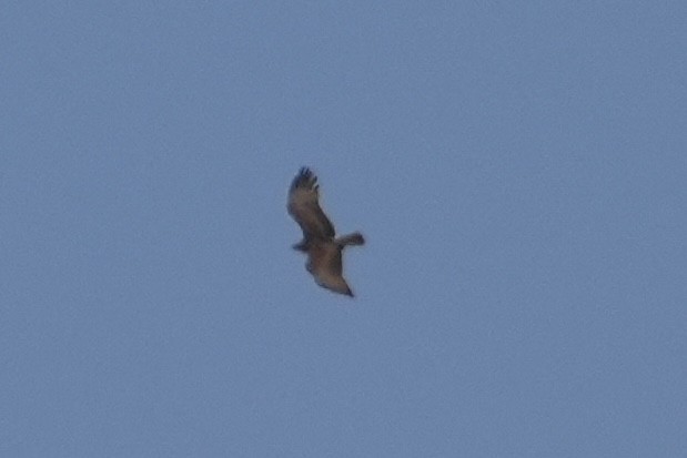diurnal raptor sp. - ML643468049