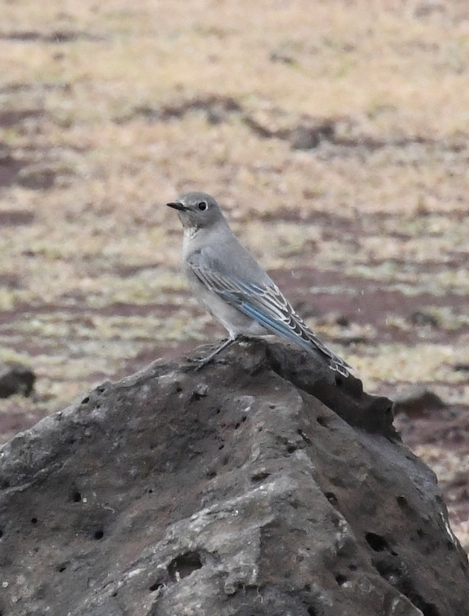 Mountain Bluebird - ML643468052