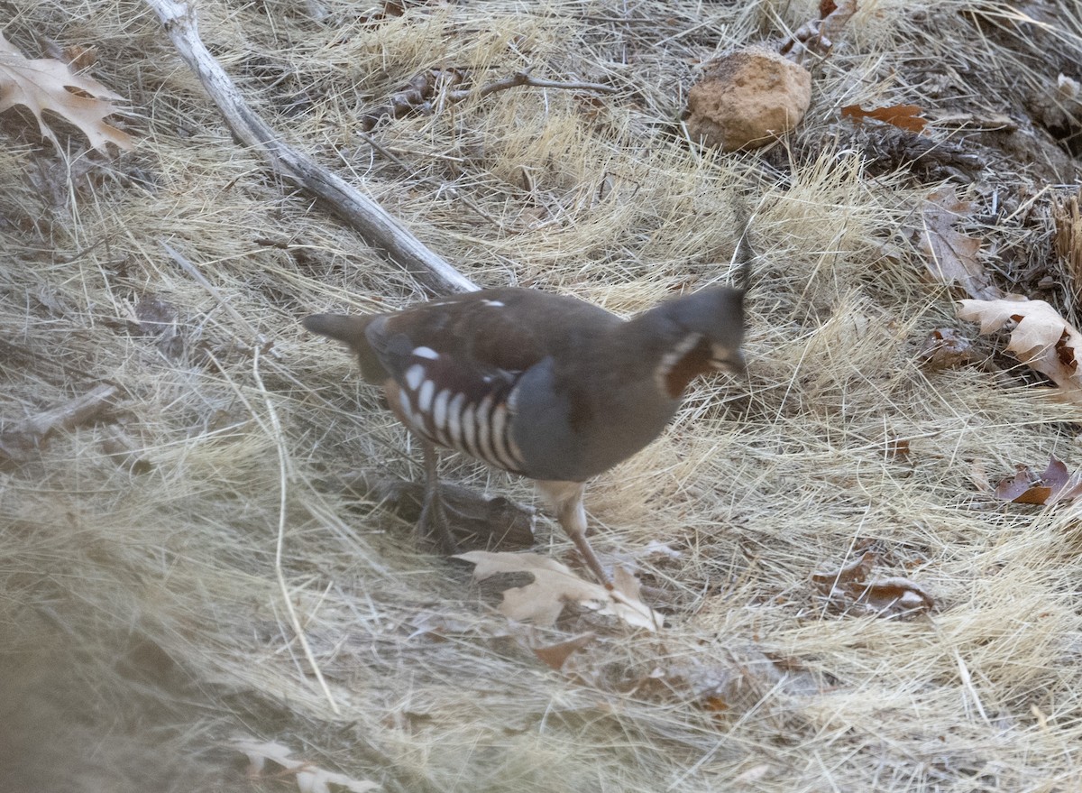 křepel horský - ML643468053