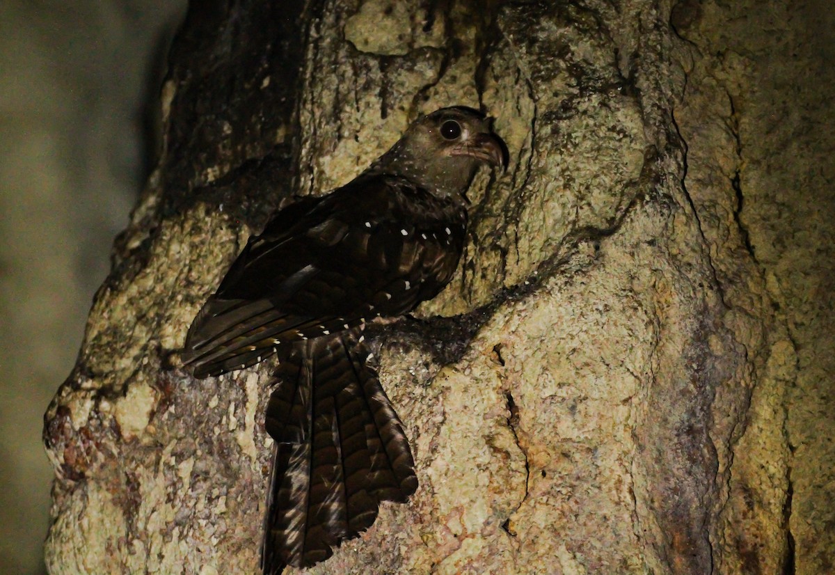 Oilbird - ML643468074