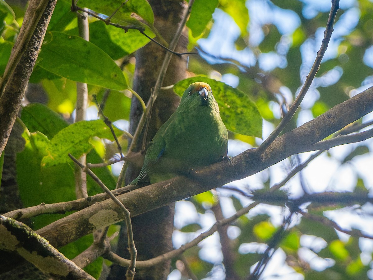 Malherbe's Parakeet - ML643468086