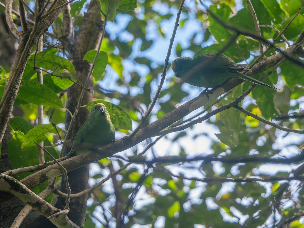 Malherbe's Parakeet - ML643468087