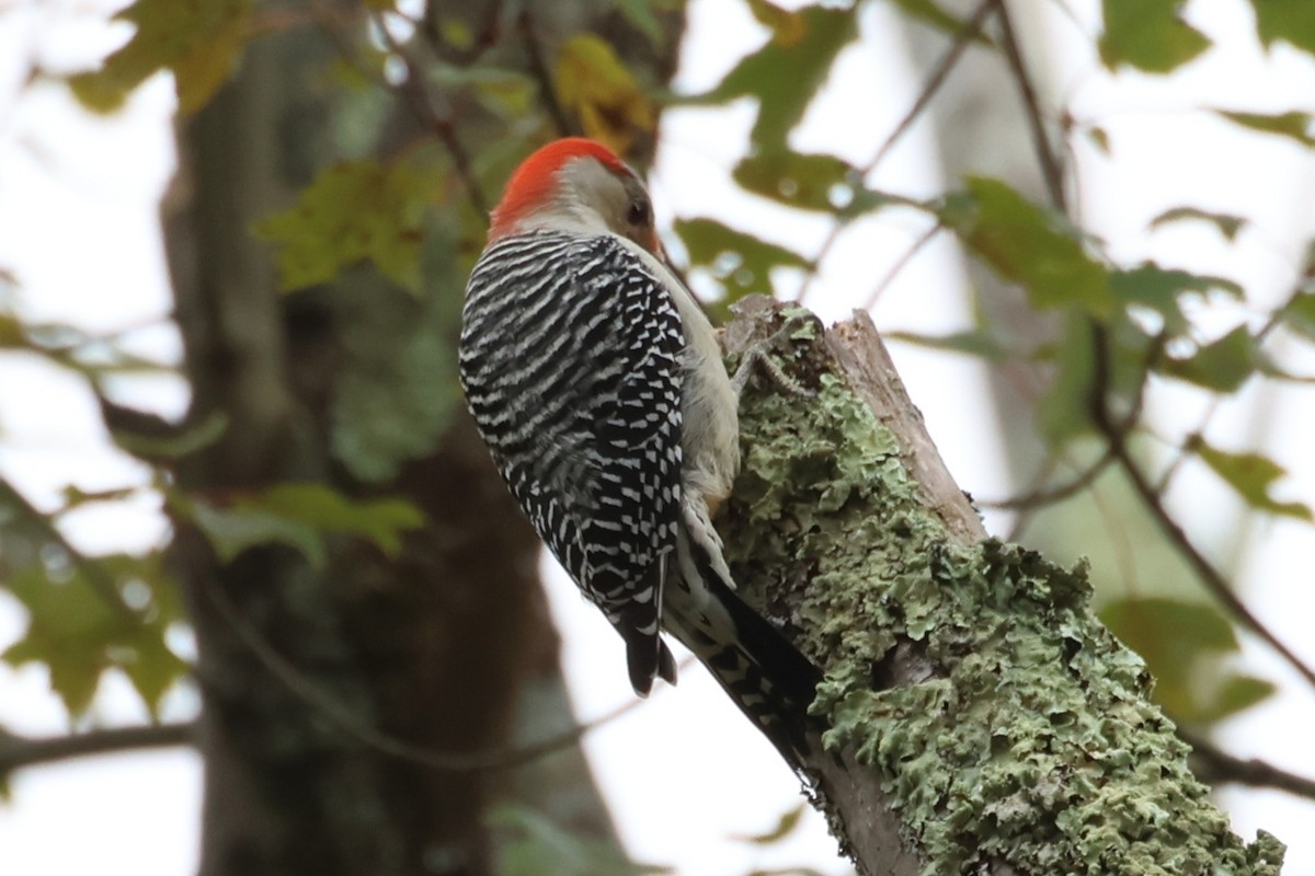 Red-bellied Woodpecker - ML643468089