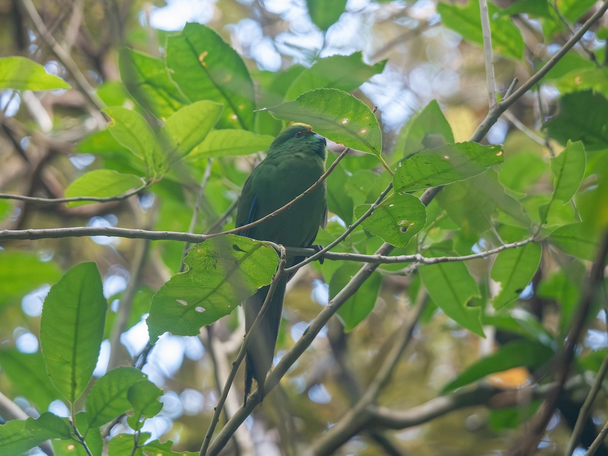 Malherbe's Parakeet - ML643468090