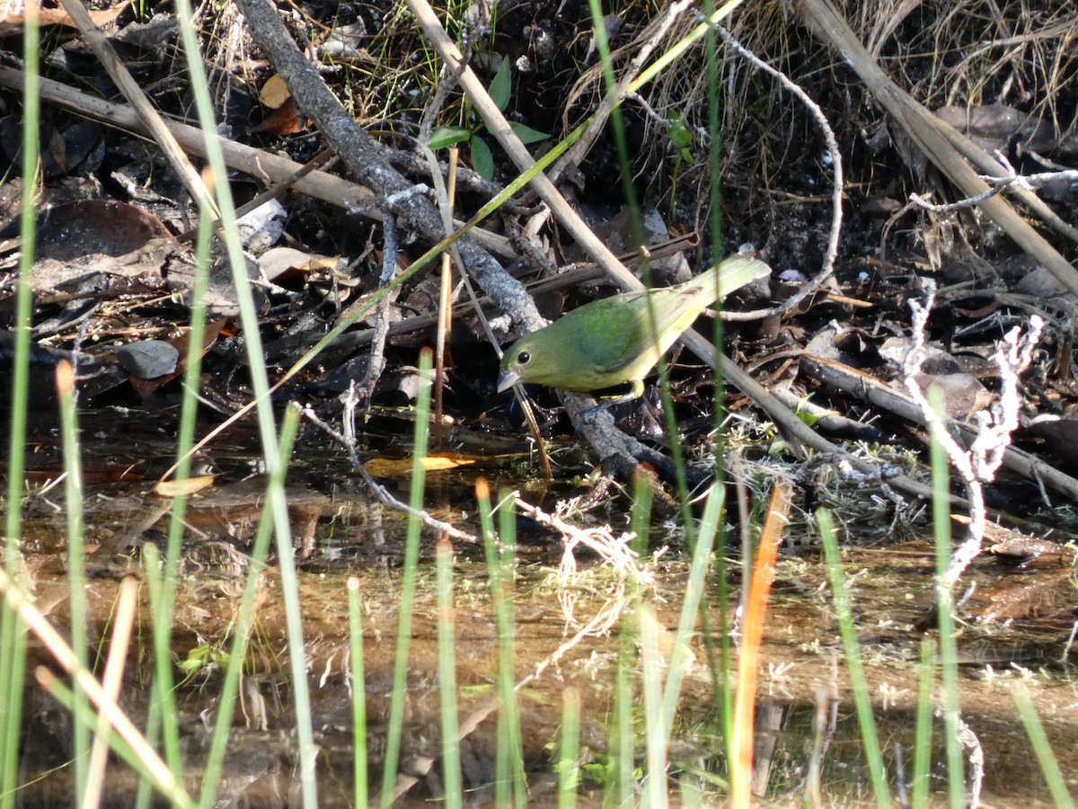 Painted Bunting - ML643468096