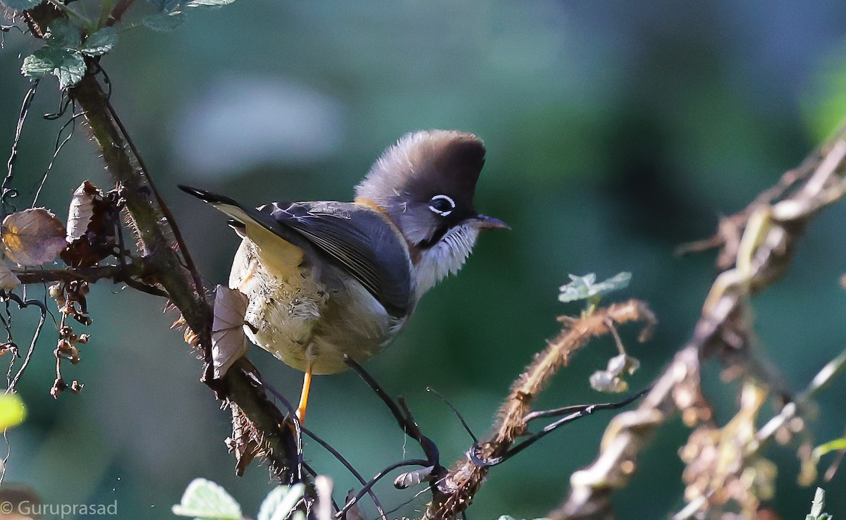 Whiskered Yuhina - ML643468097