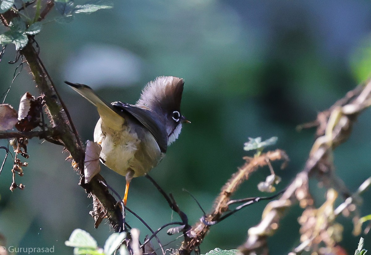 Whiskered Yuhina - ML643468098
