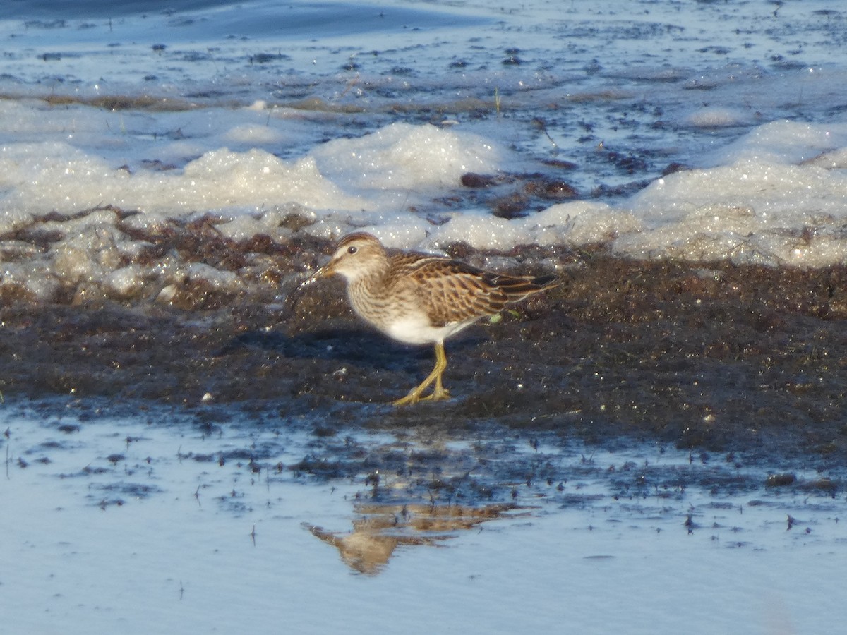 Pectoral Sandpiper - ML643468100