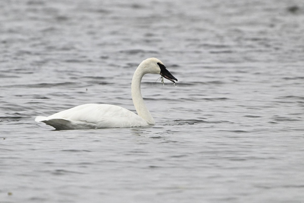 Trumpeter Swan - ML643468102