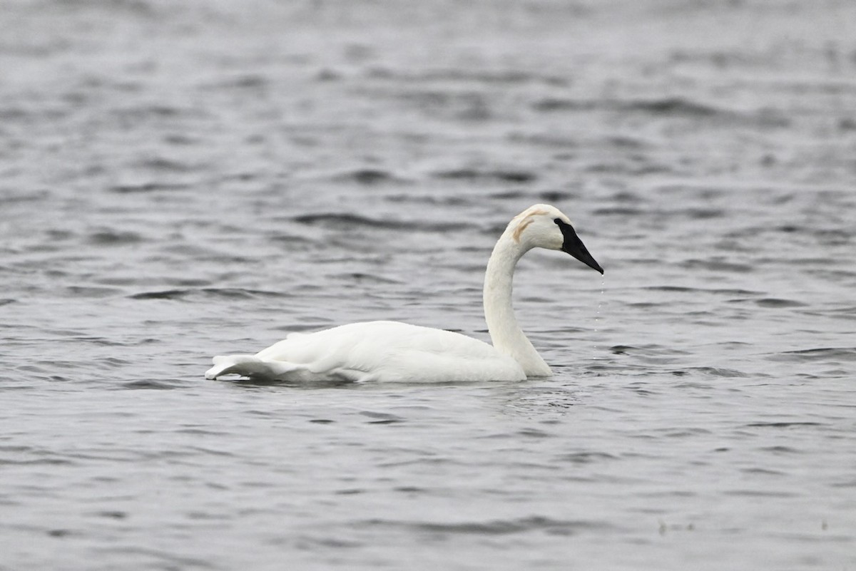 Trumpeter Swan - ML643468103