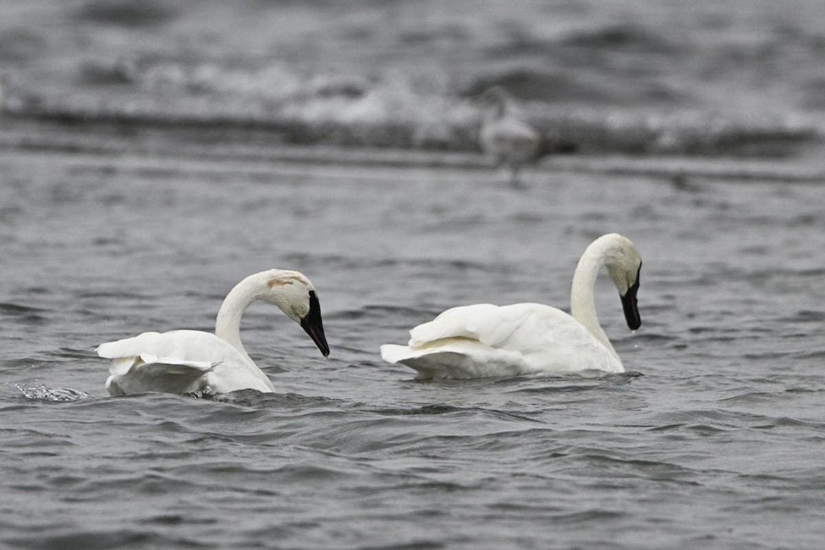 Trumpeter Swan - ML643468104
