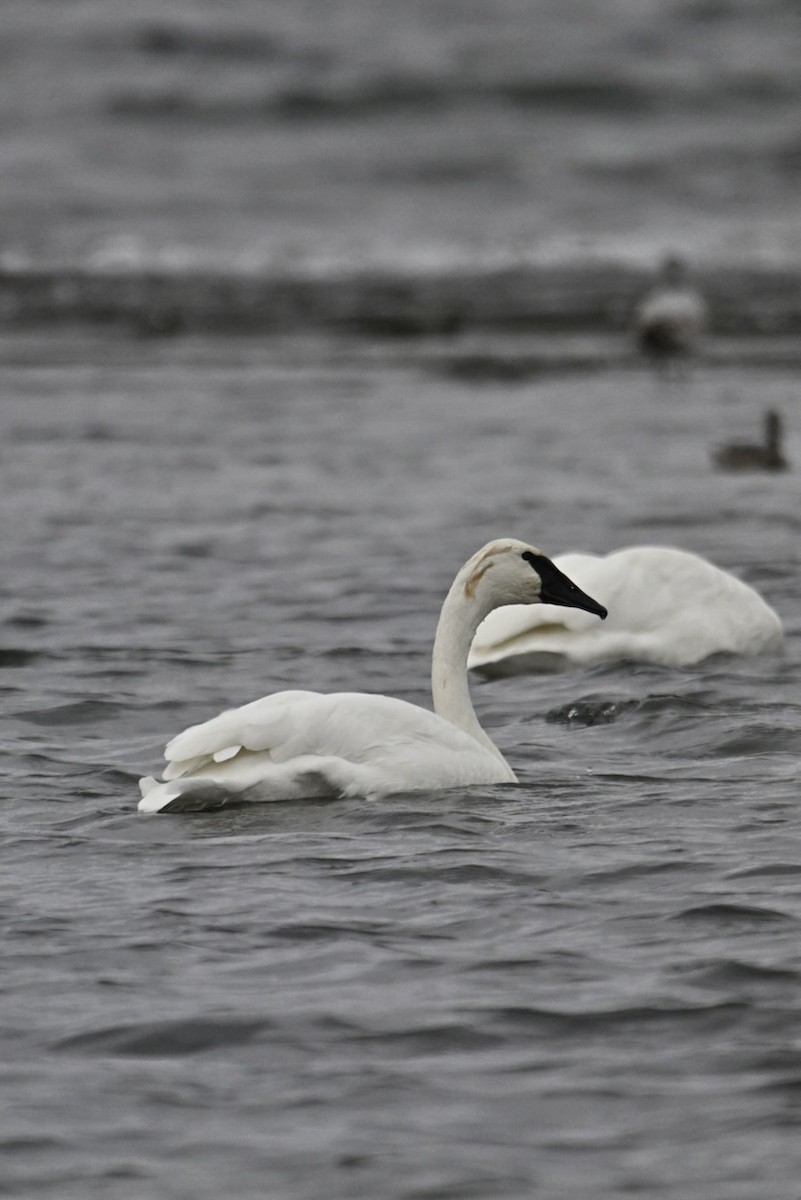 Trumpeter Swan - ML643468105