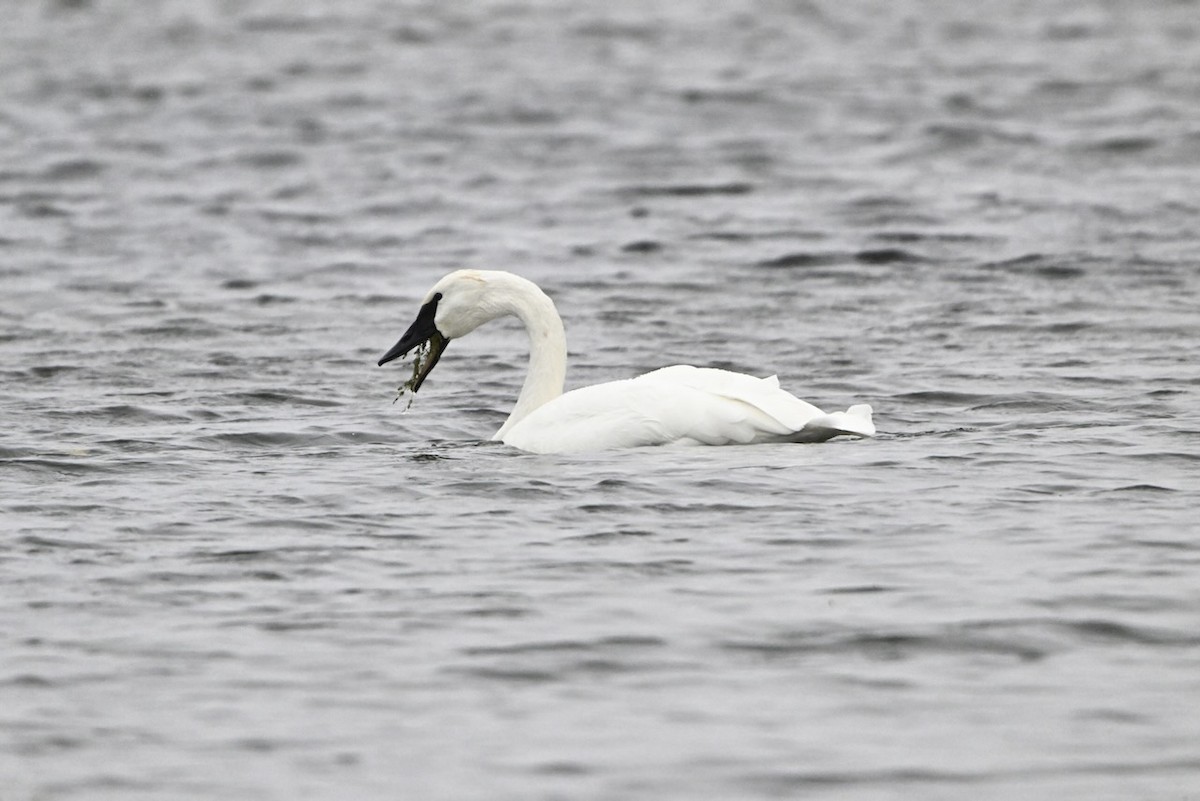 Trumpeter Swan - ML643468106