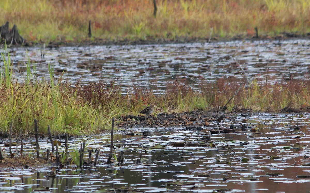 Wilson's Snipe - ML643468114