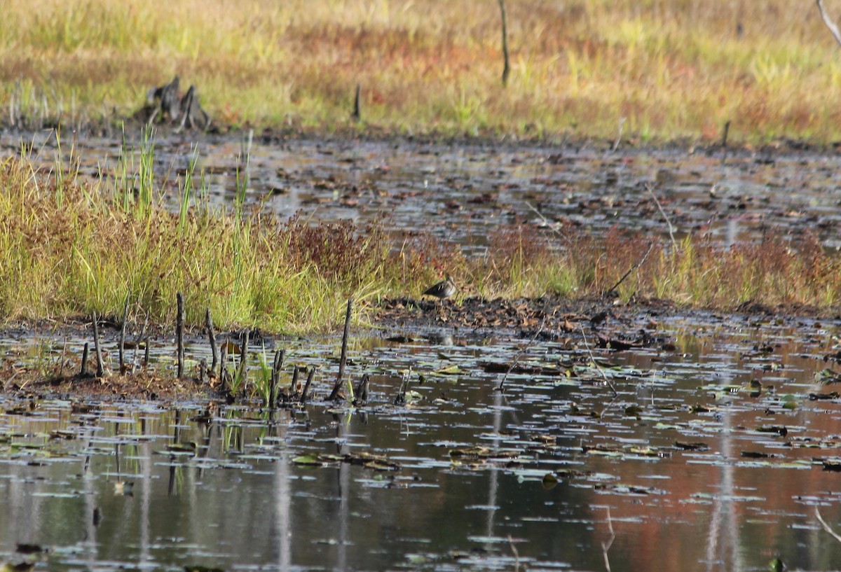 Wilson's Snipe - ML643468115