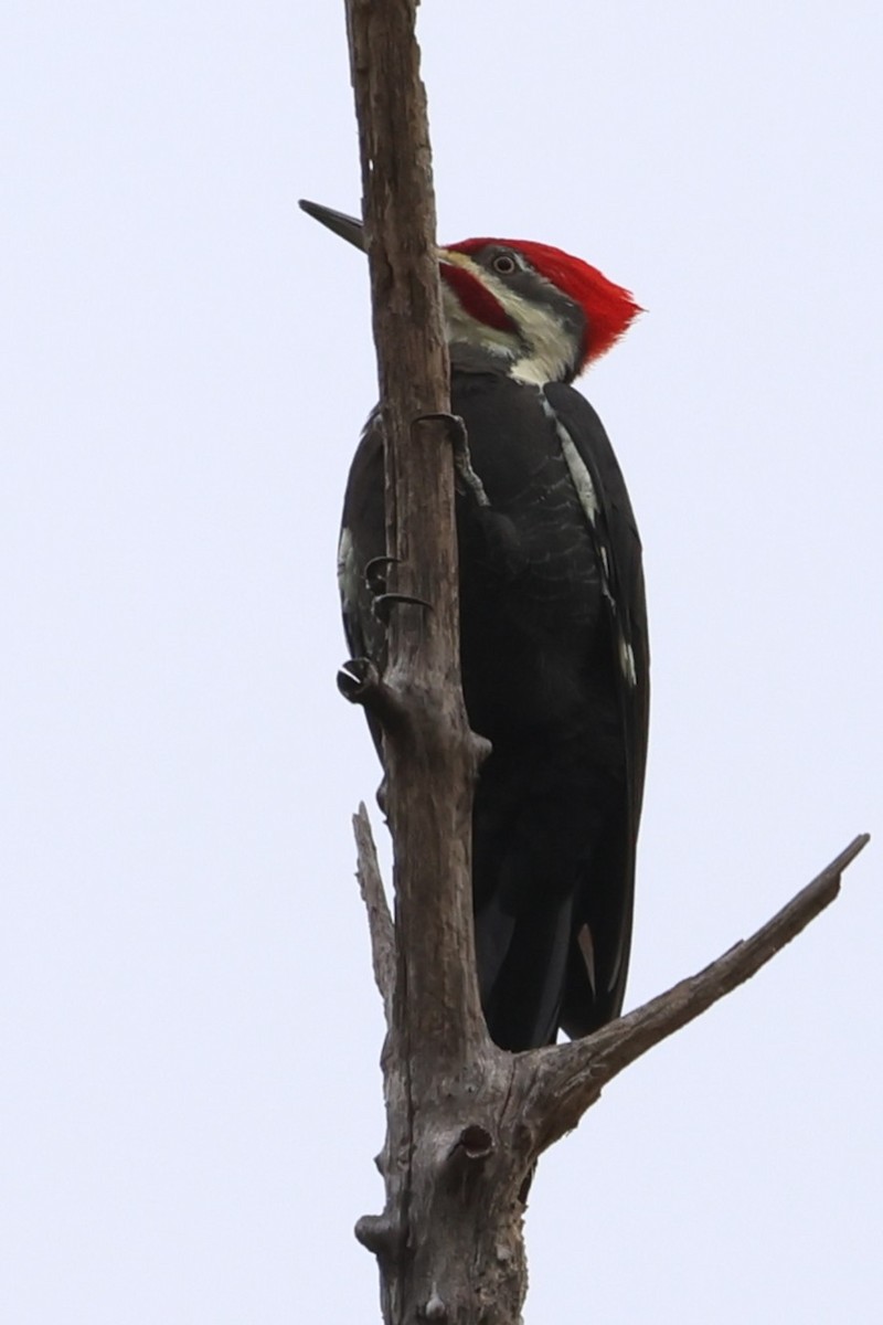 Pileated Woodpecker - ML643468117