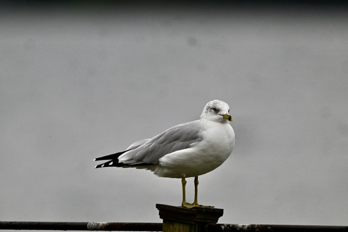 Ring-billed Gull - ML643468131