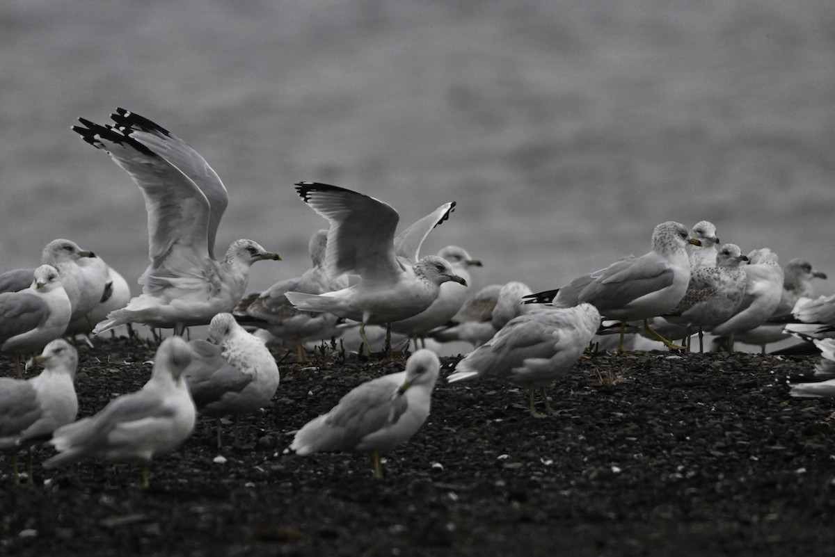 Ring-billed Gull - ML643468132