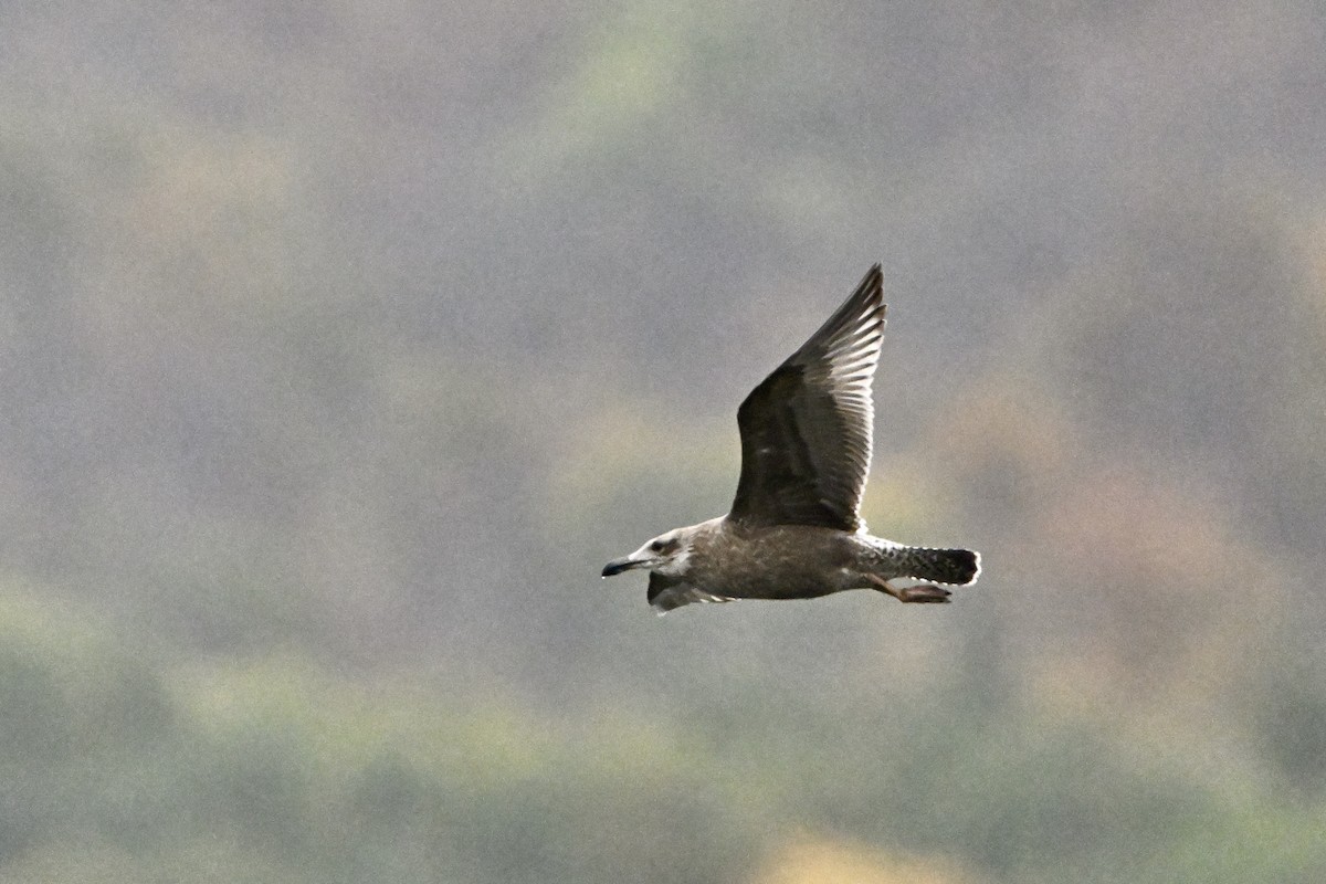 American Herring Gull - ML643468134
