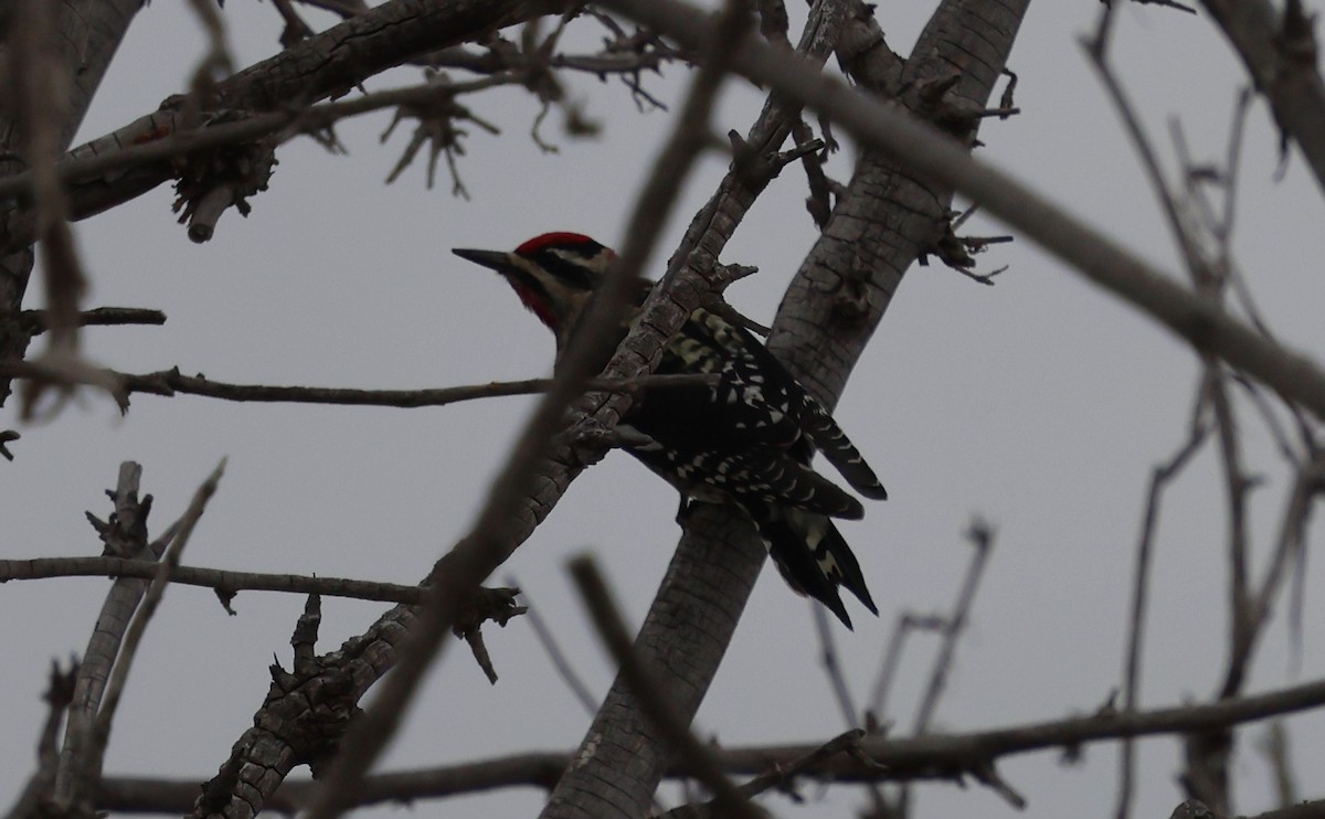 Red-naped Sapsucker - ML643468138
