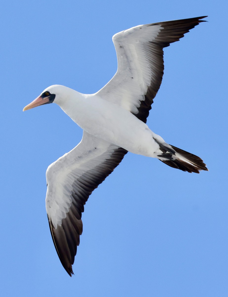 Nazca Booby - ML643468140
