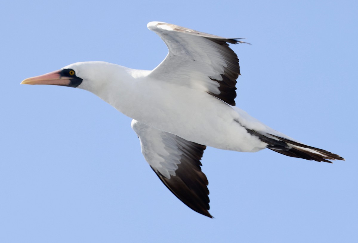 Nazca Booby - ML643468141