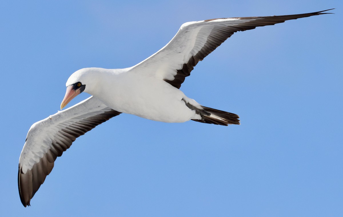 Nazca Booby - ML643468142