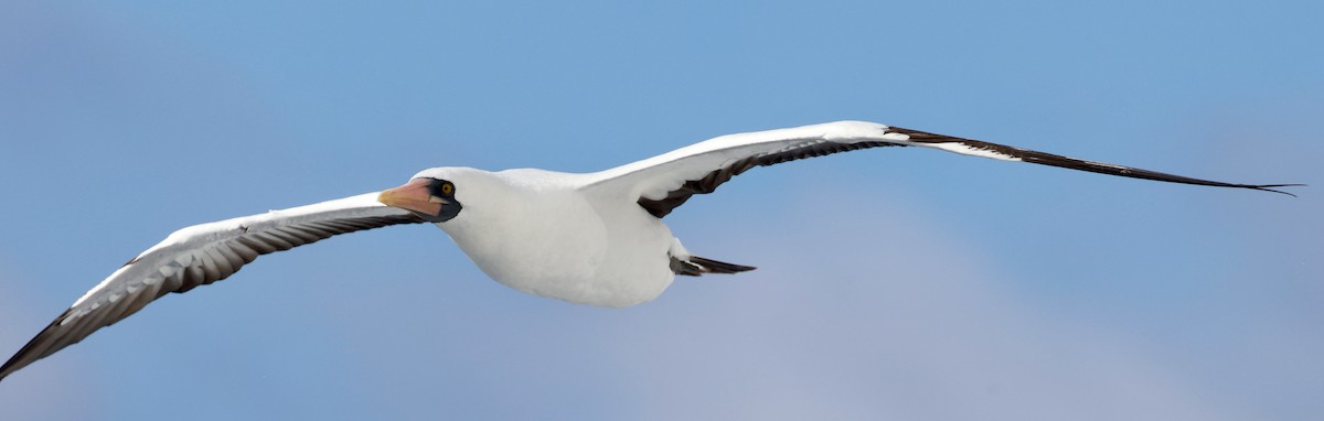 Nazca Booby - ML643468143