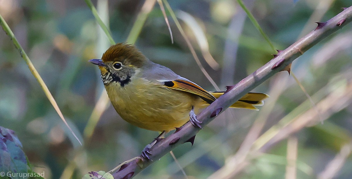 Chestnut-tailed Minla - ML643468146