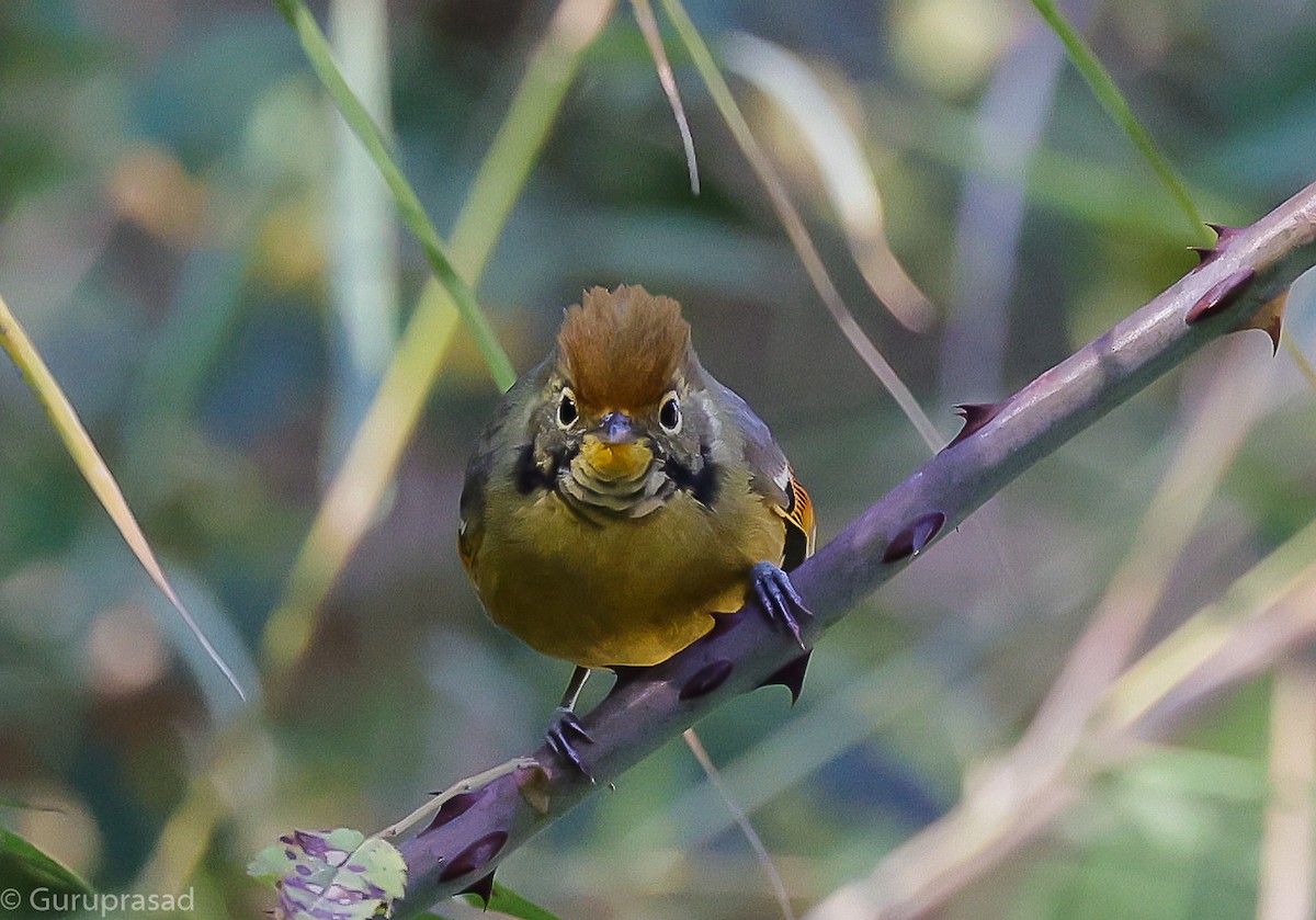 Chestnut-tailed Minla - ML643468147