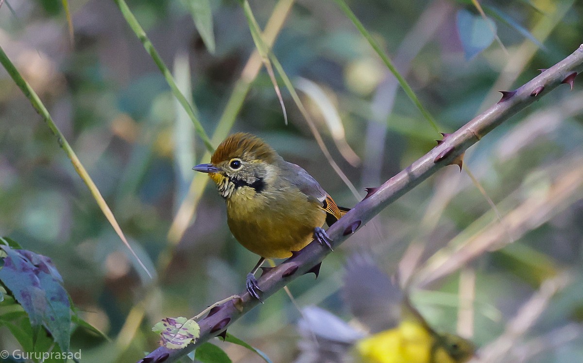 Chestnut-tailed Minla - ML643468148