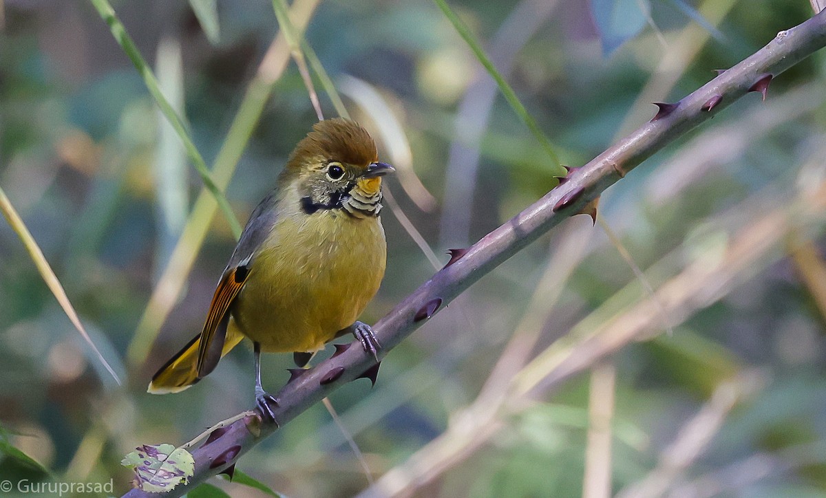 Chestnut-tailed Minla - ML643468149